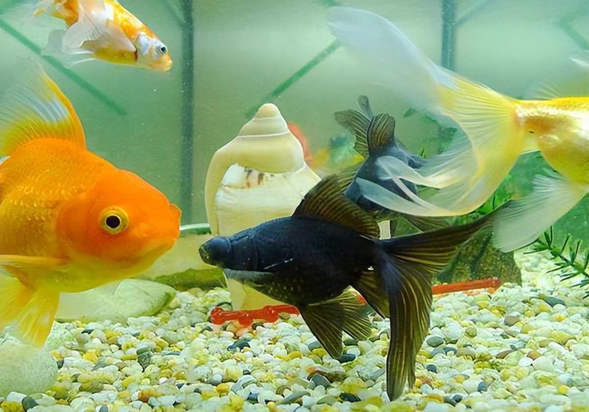 草金鱼晚上沉在水底不动,金鱼肚子胀大趴在水底不动