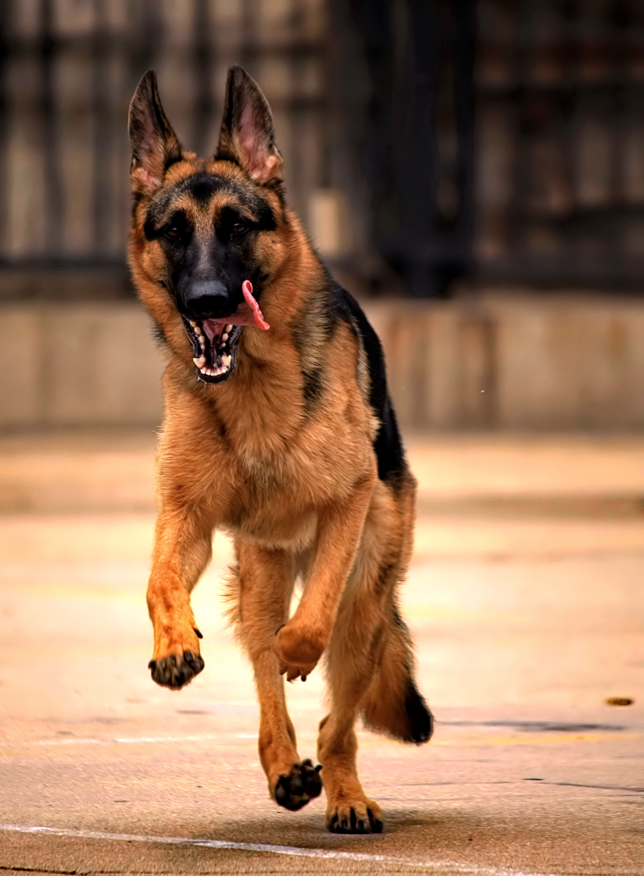 德牧养殖技术书籍大全,德牧饲养攻略