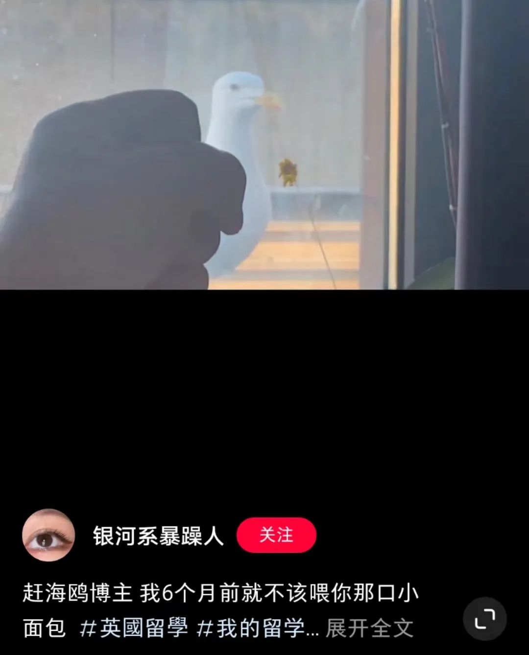 喂过一次大连海鸥，人类就要为自己的弱小羞愧
