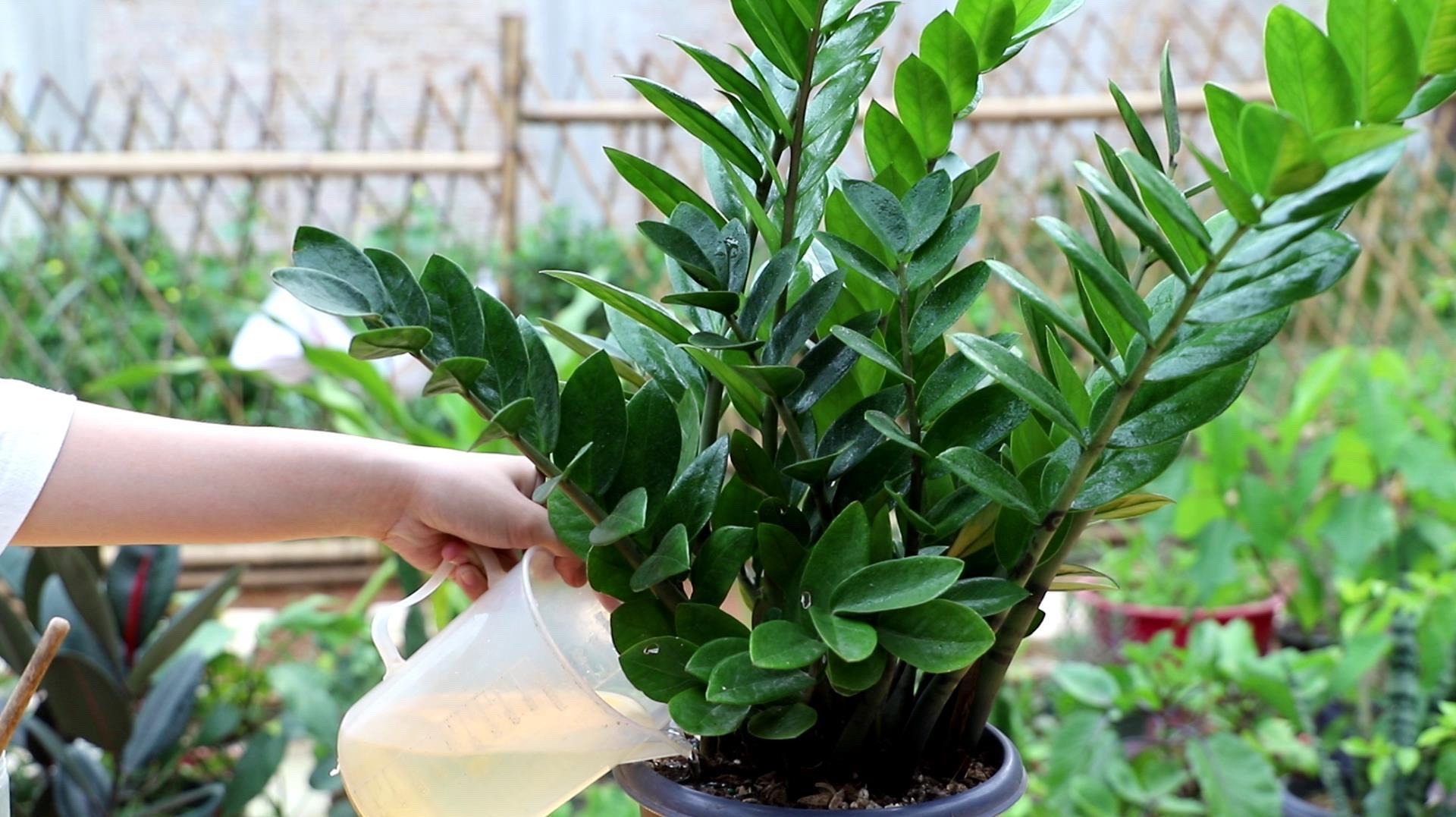 金钱树浇什么水能使叶子油绿旺盛,金钱树新枝长得油绿老枝叶片发黄