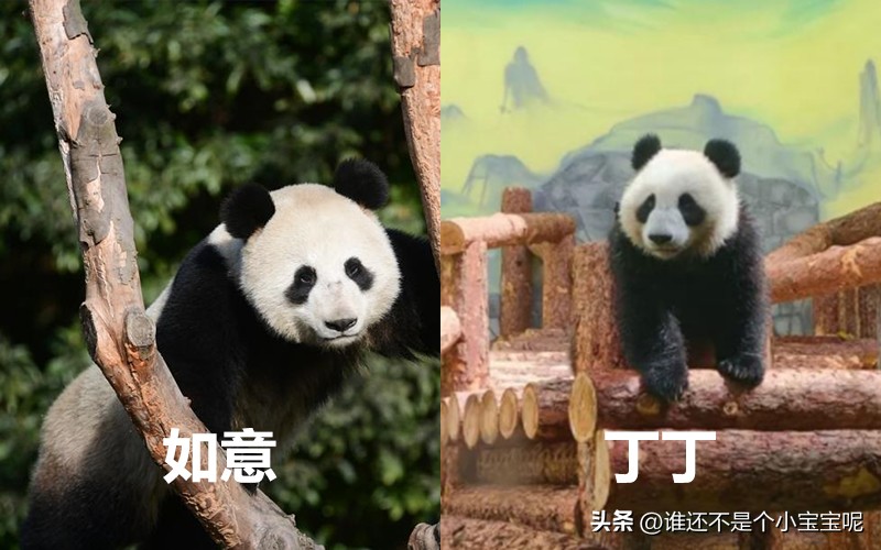 目前在国外的大熊猫有几只,大熊猫国外租借了多少只