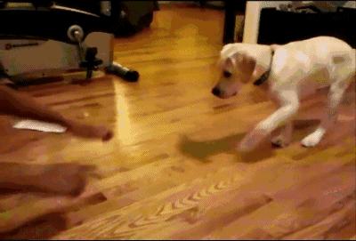 禁养大型犬后大狗怎么处理,不在禁养名单上的大狗