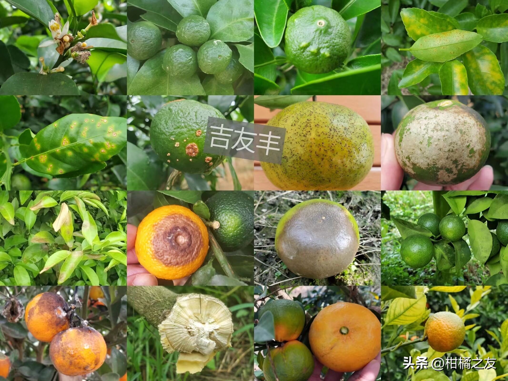 柑橘病害图谱及治疗方法,柑橘树叶面病害图谱与用药