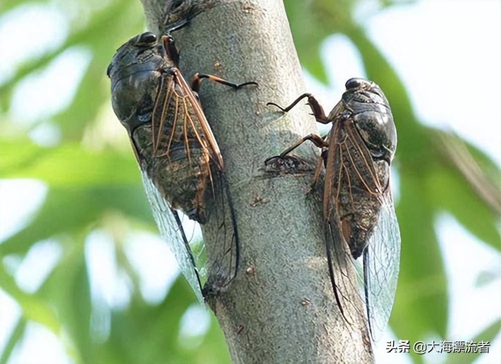 童年的记忆抓知了,体验儿时抓知了