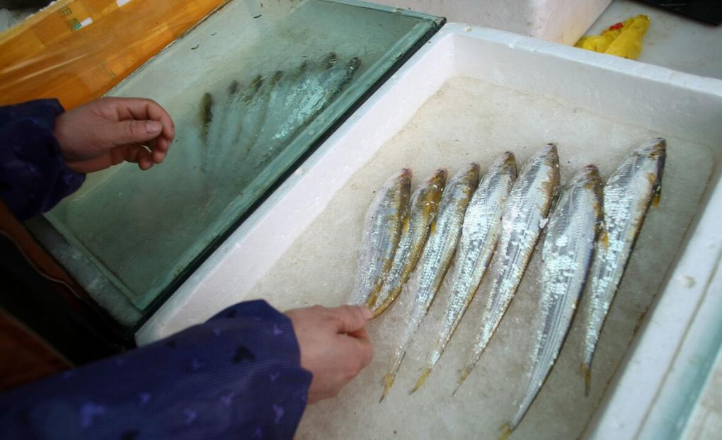 长江禁捕了哪里的刀鱼可以吃,长江禁捕哪来的刀鱼