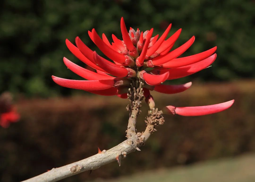 大自然的奇花有哪些,大自然一年四季都能开的花