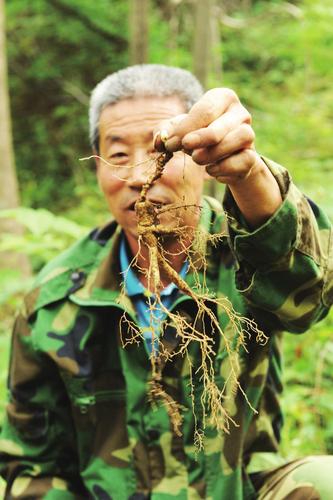 长白山挖参人发现160年老山参,长白山挖参故事