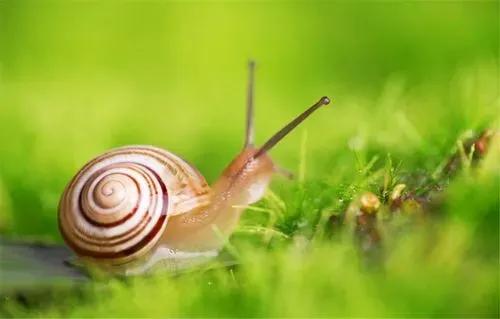 治愈蜗牛教程,超级治愈避雨蜗牛