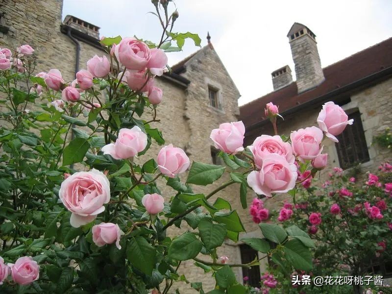 花期特别短暂开放好看的粉色月季,粉色可爱融化你的少女心月季