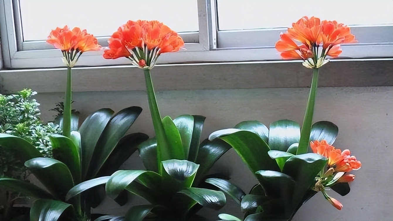 适合养在客厅好养活的绿植,十大最好养的客厅大绿植