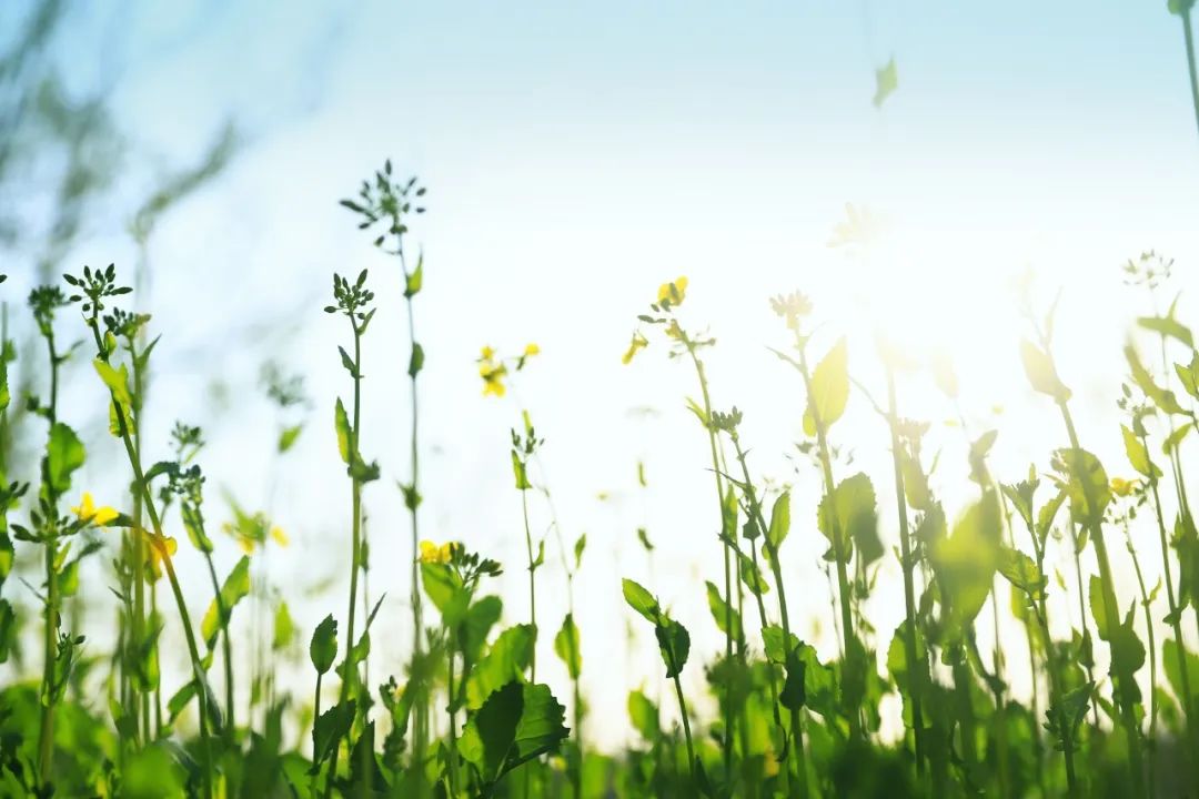 关于夏日荷花的诗句唯美,最美夏日诗词盘点