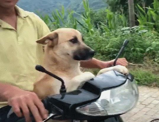 哪类狗狗忠诚度高又聪明,对主人最忠诚的狗狗排名榜凶猛犬