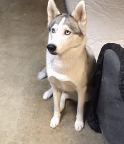 养哈士奇的体验,无聊养了一只哈士奇