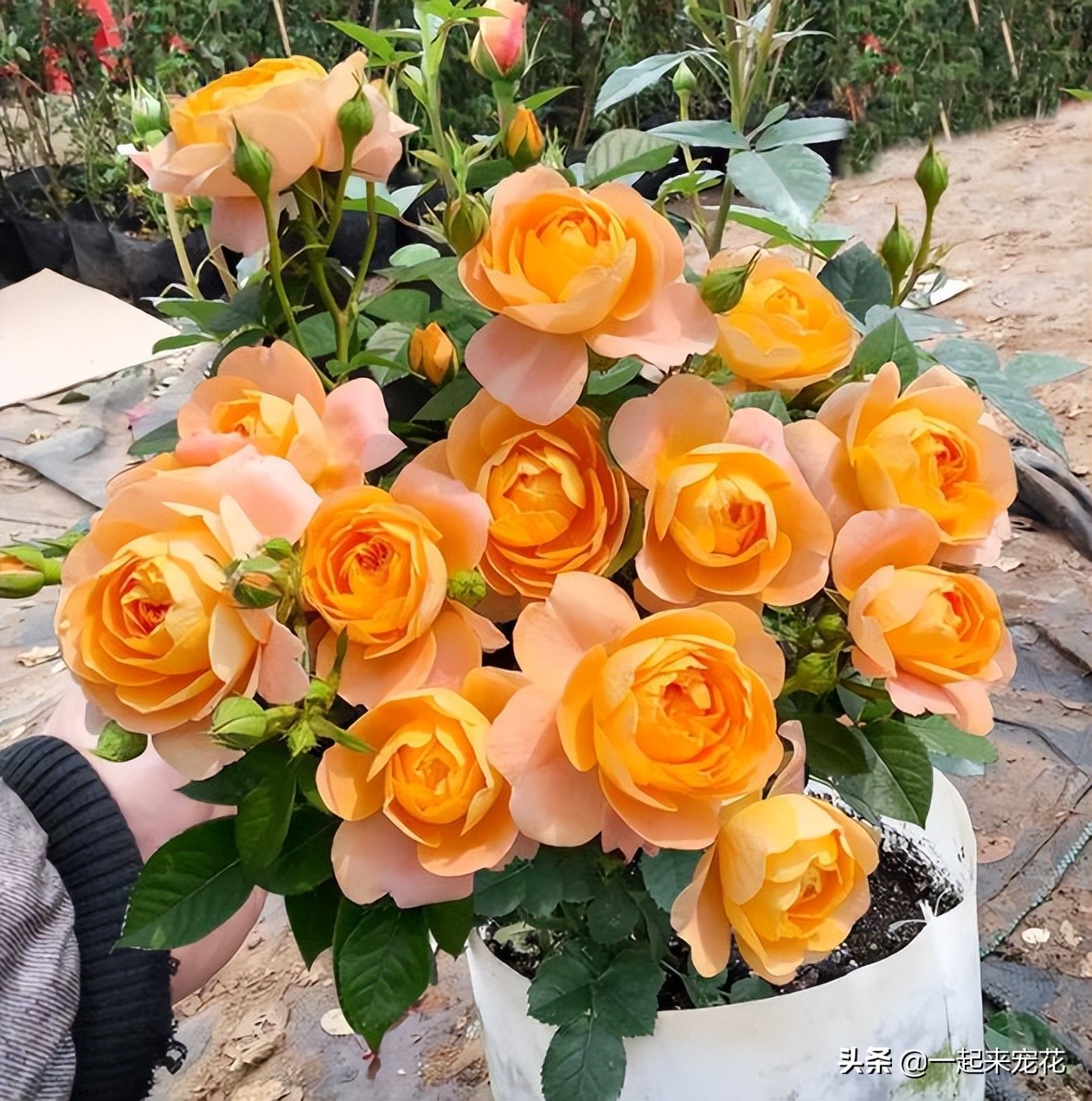 月季花最经典的100个品种,十大经典月季花品种大全