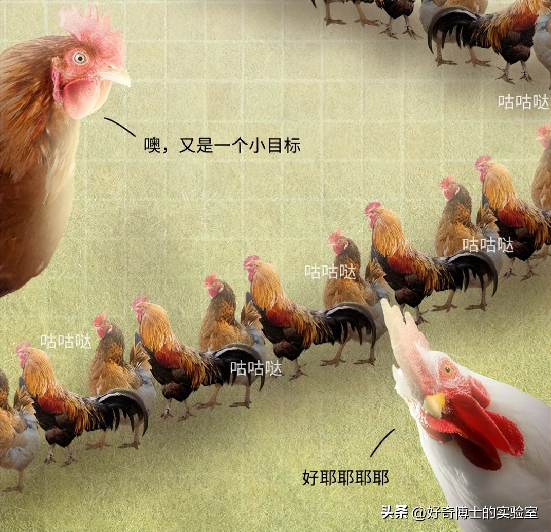 母鸡下蛋后为什么会咯咯叫，是因为屁股疼吗？