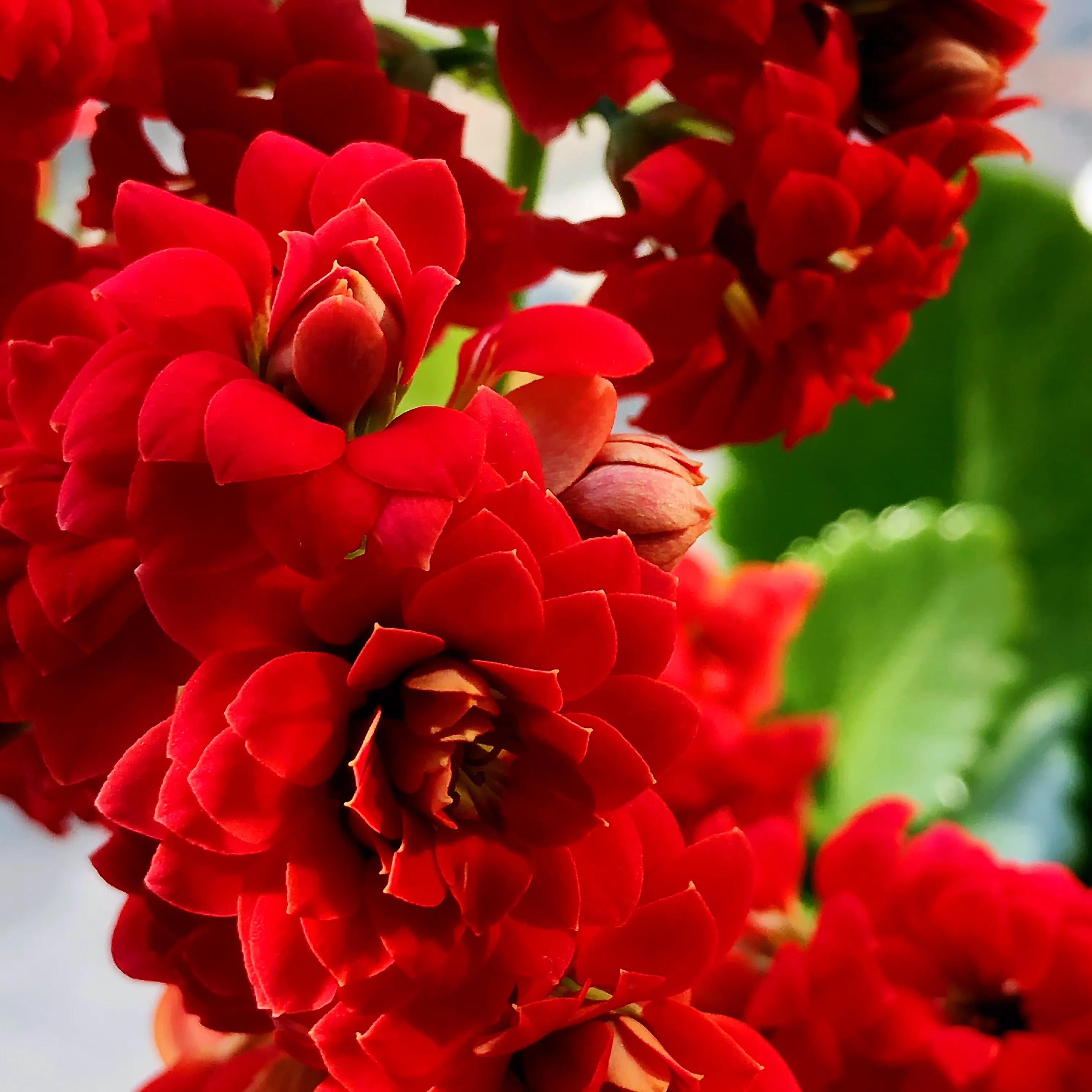 家里养什么花儿好养活,家里养的花儿图片