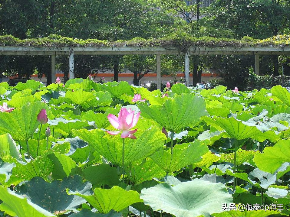 花螺哪个部分不能吃视频,花螺后面那段不能吃吗