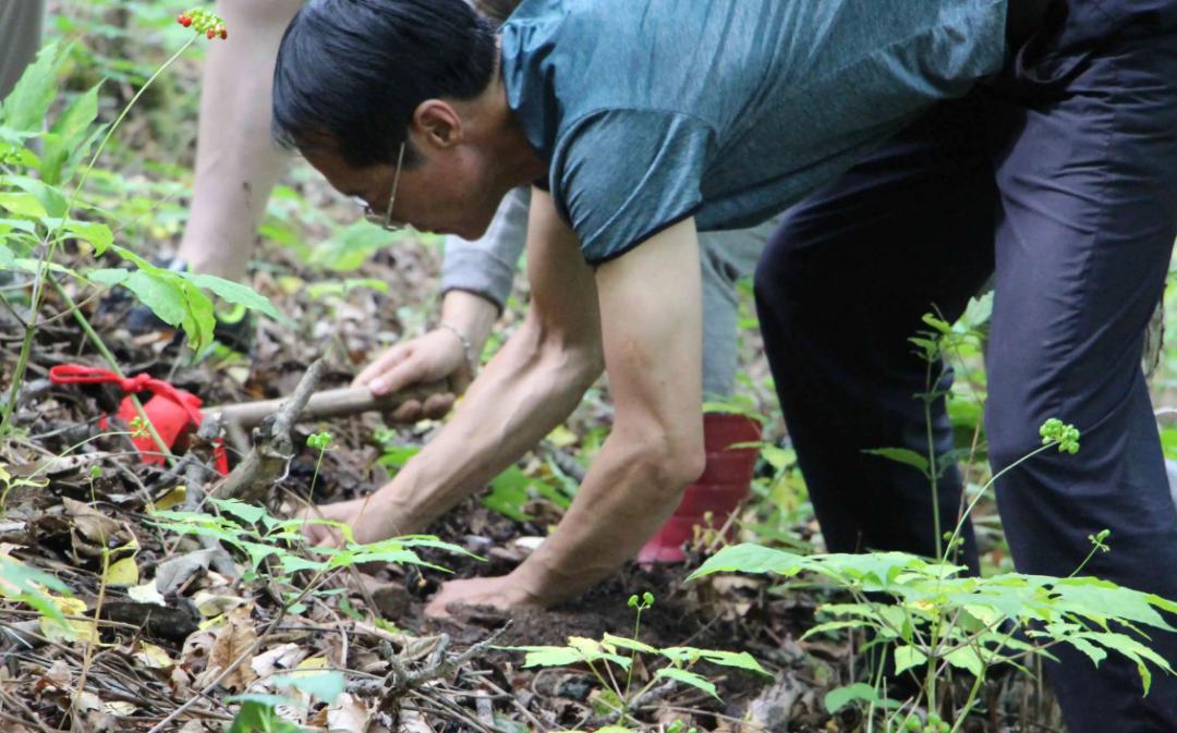 长在白蚁窝里的菌类,白蚁窝长什么蘑菇