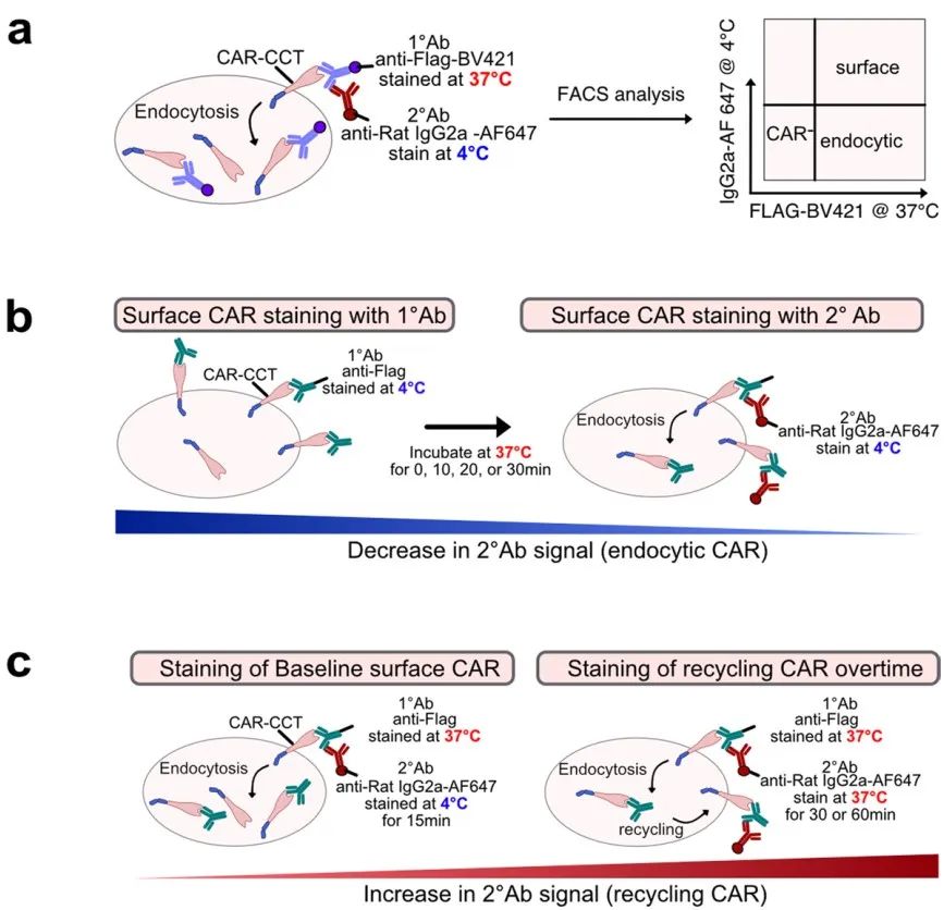 car-t细胞疗法进展,car-t细胞疗法收费标准