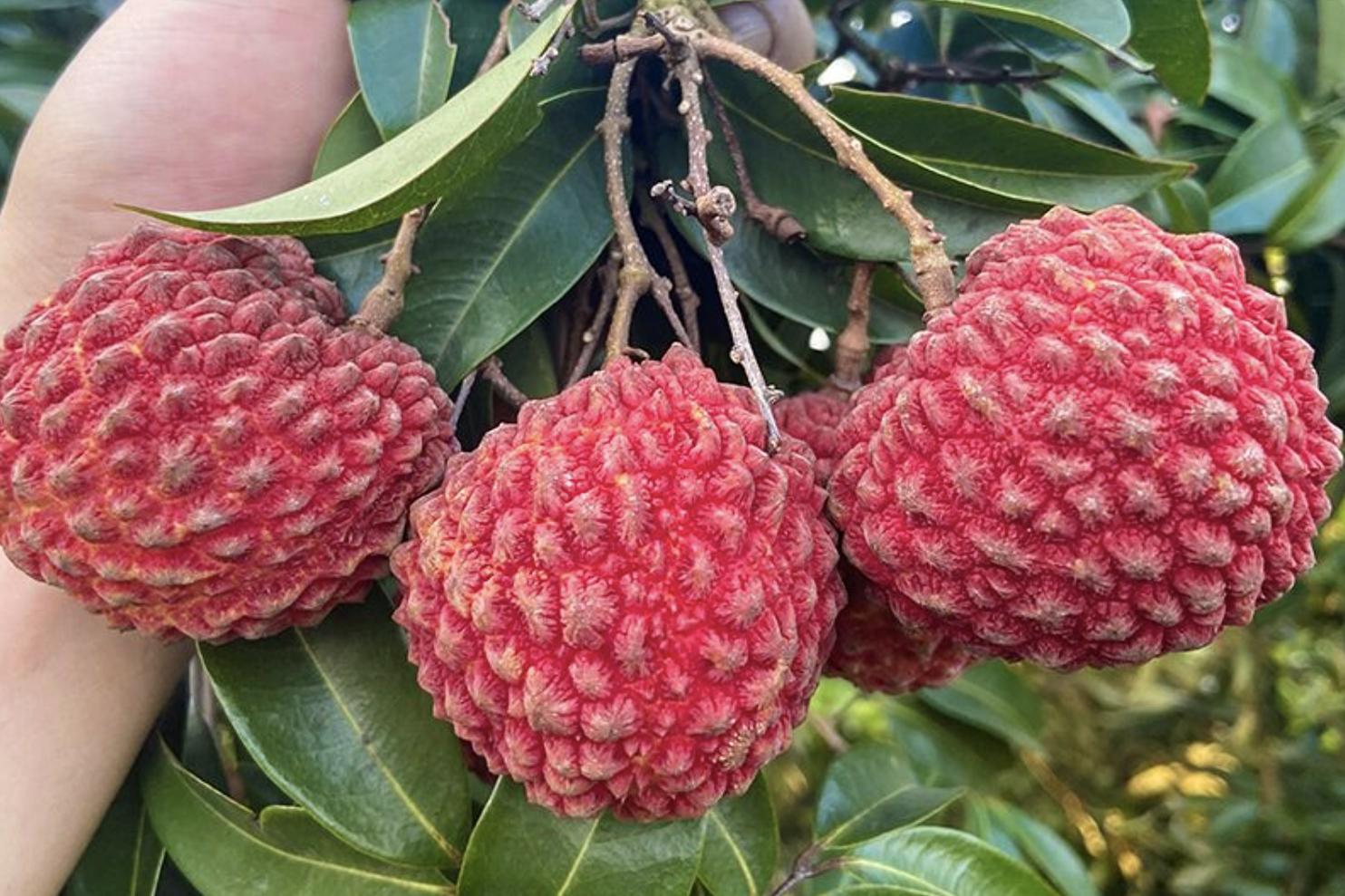 国内最好荔枝品种排名榜,十大最好吃荔枝排名及成熟期