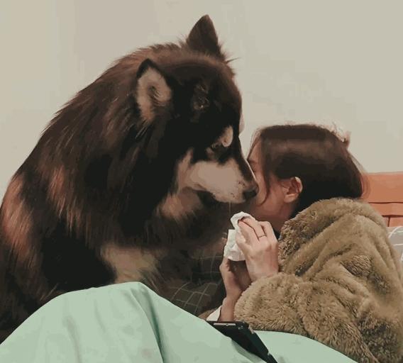 为什么阿拉斯加很少养,阿拉斯加雪橇犬有什么优点