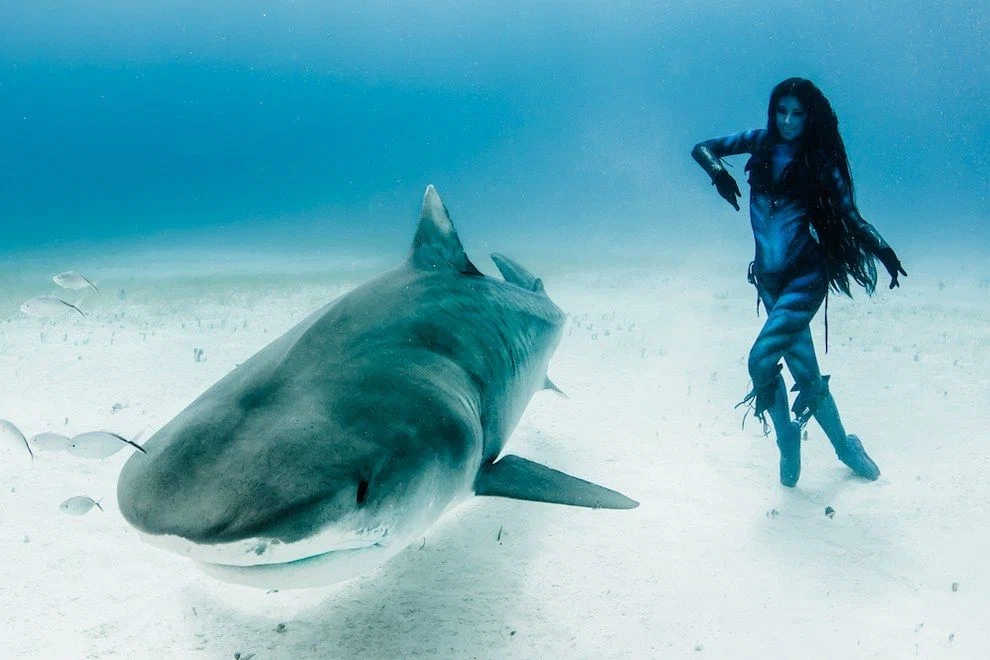 澳大利亚海里面的虎鲨有多恐怖,虎鲨有多可怕