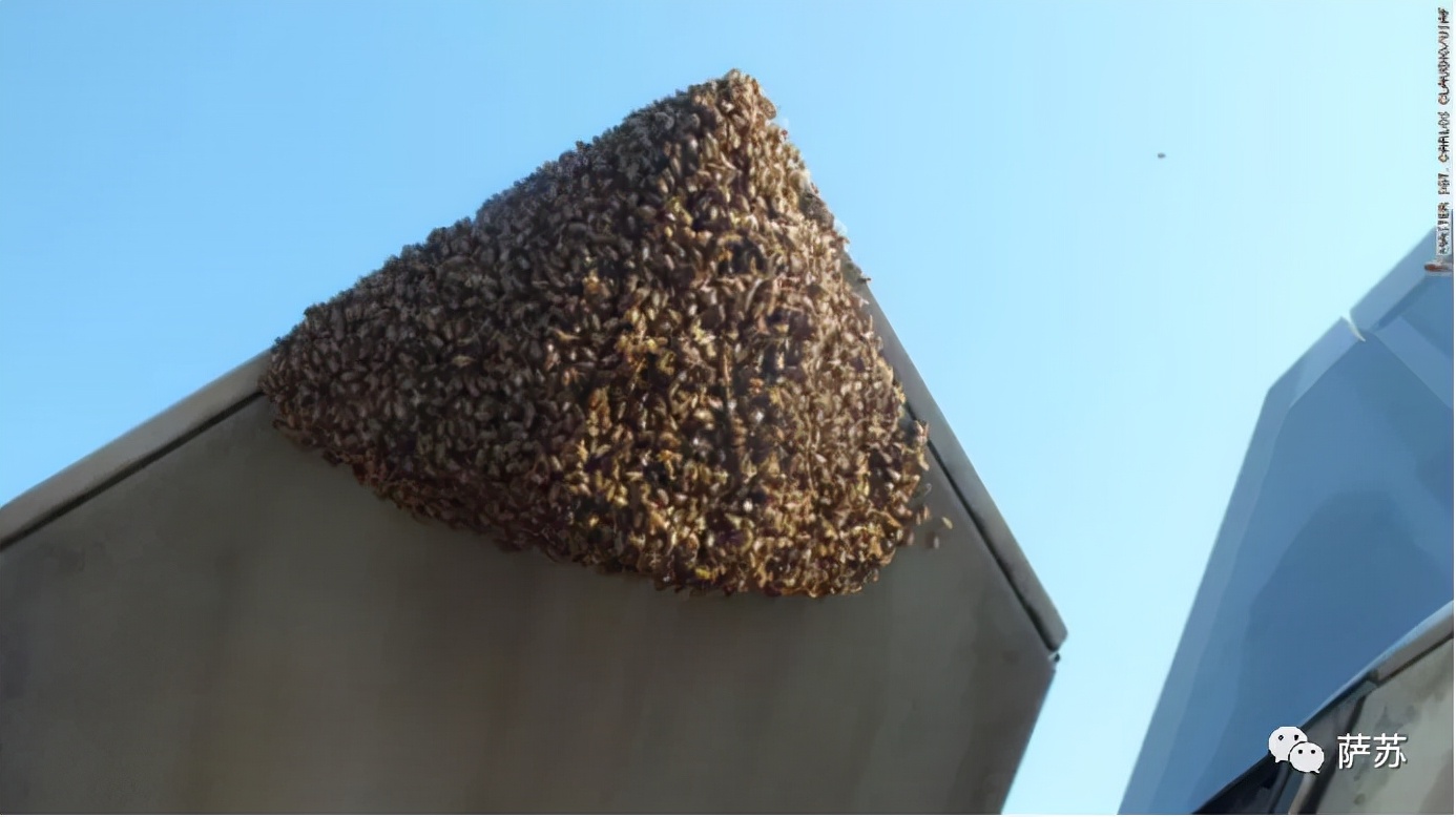 一件雨衣摧毁一架F35?这算啥,蜜蜂还干躺过F22呢,老美太丢人了