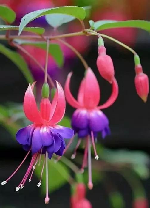 美丽的花倒挂金钟,美丽的倒挂金钟花图片