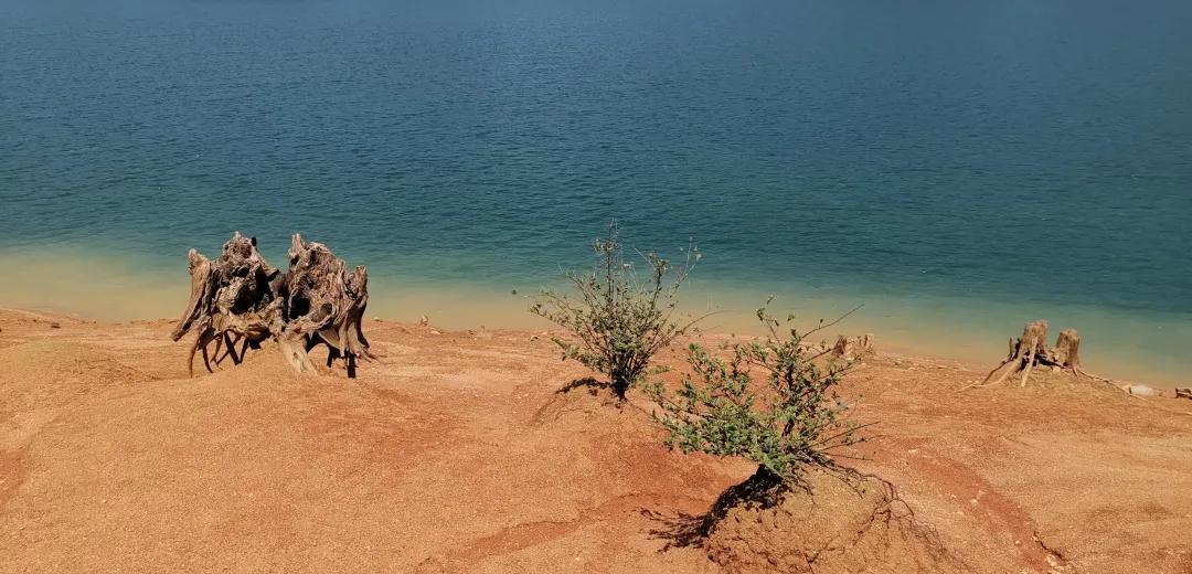 从化草埔村荷花游记,从化小杉村游玩攻略油菜花