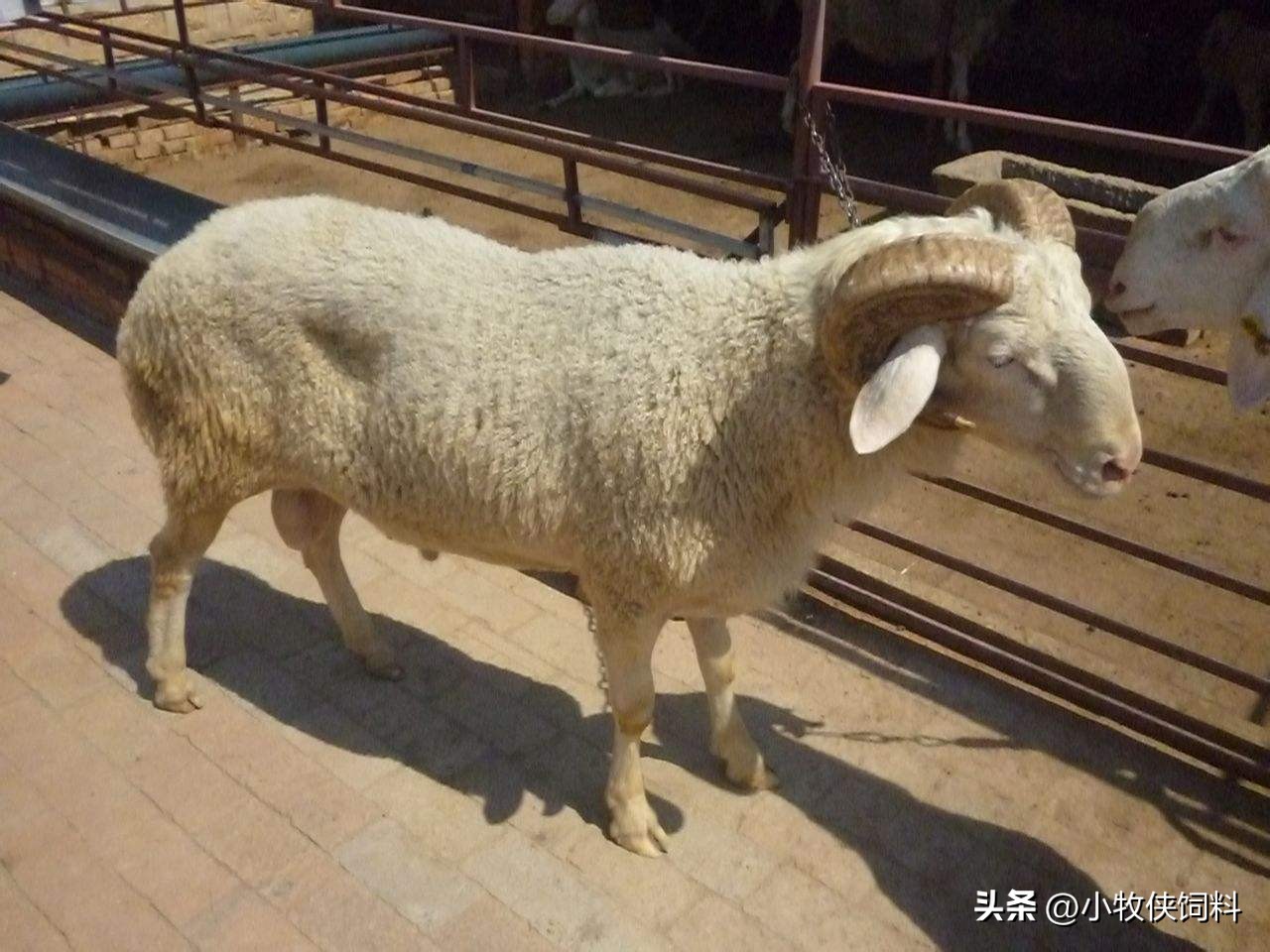 育肥羊的饲料的最佳配方,育肥羊饲料最佳配方