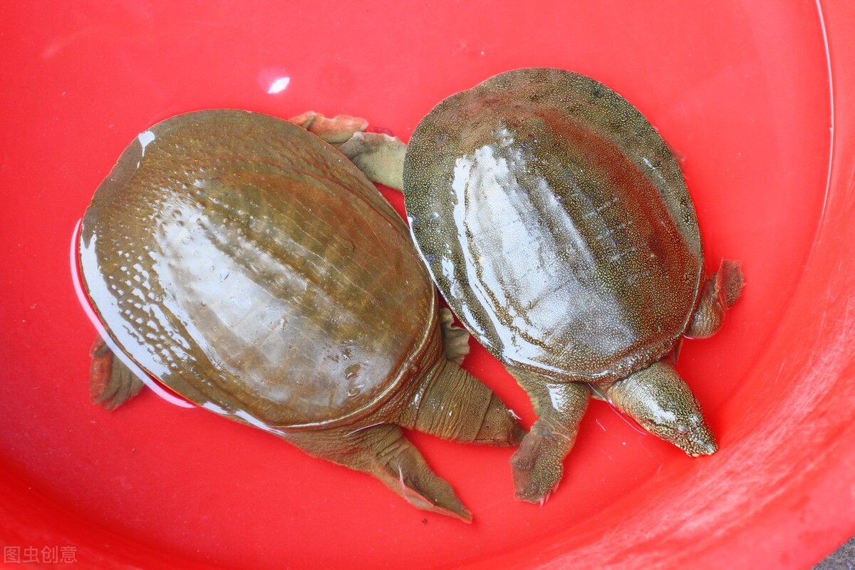 冬天怎么能找到野外生存的甲鱼,野生甲鱼冬天找甲鱼洞技巧