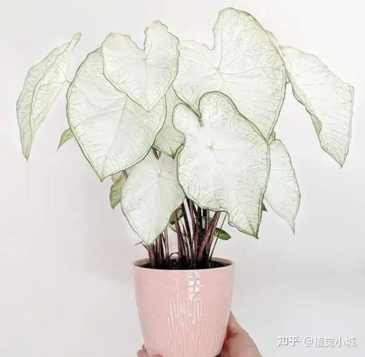 五彩芋类植物怎么养,五彩芋如何养护
