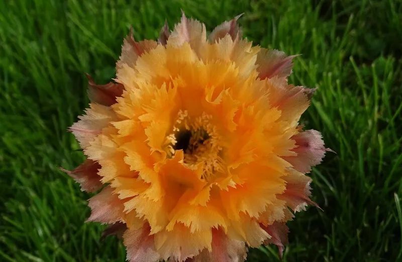 200种·仙人球开花图鉴，大开眼界，美到爆