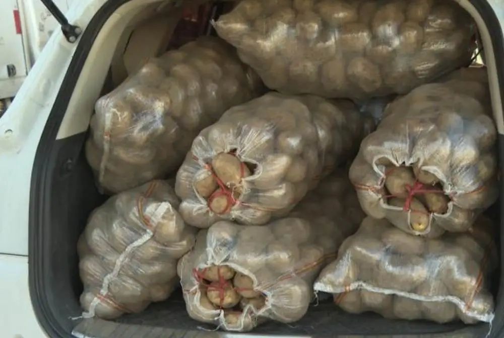 东北人冬天买白菜,盘点东北人买白菜