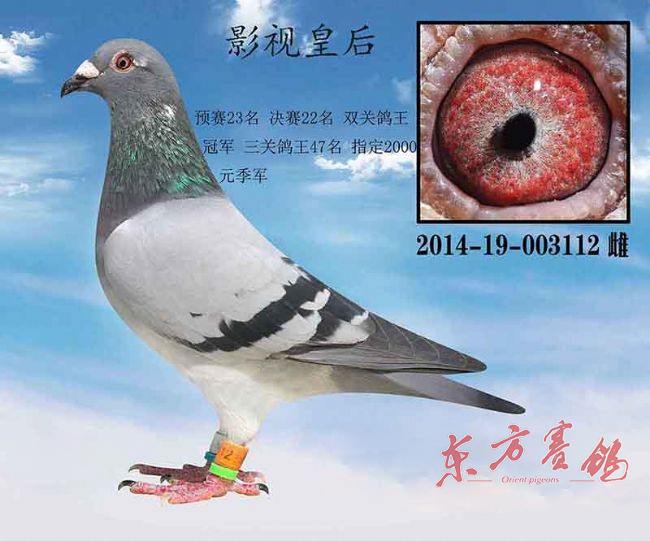 中国赛鸽名家大师,最新中国赛鸽名家