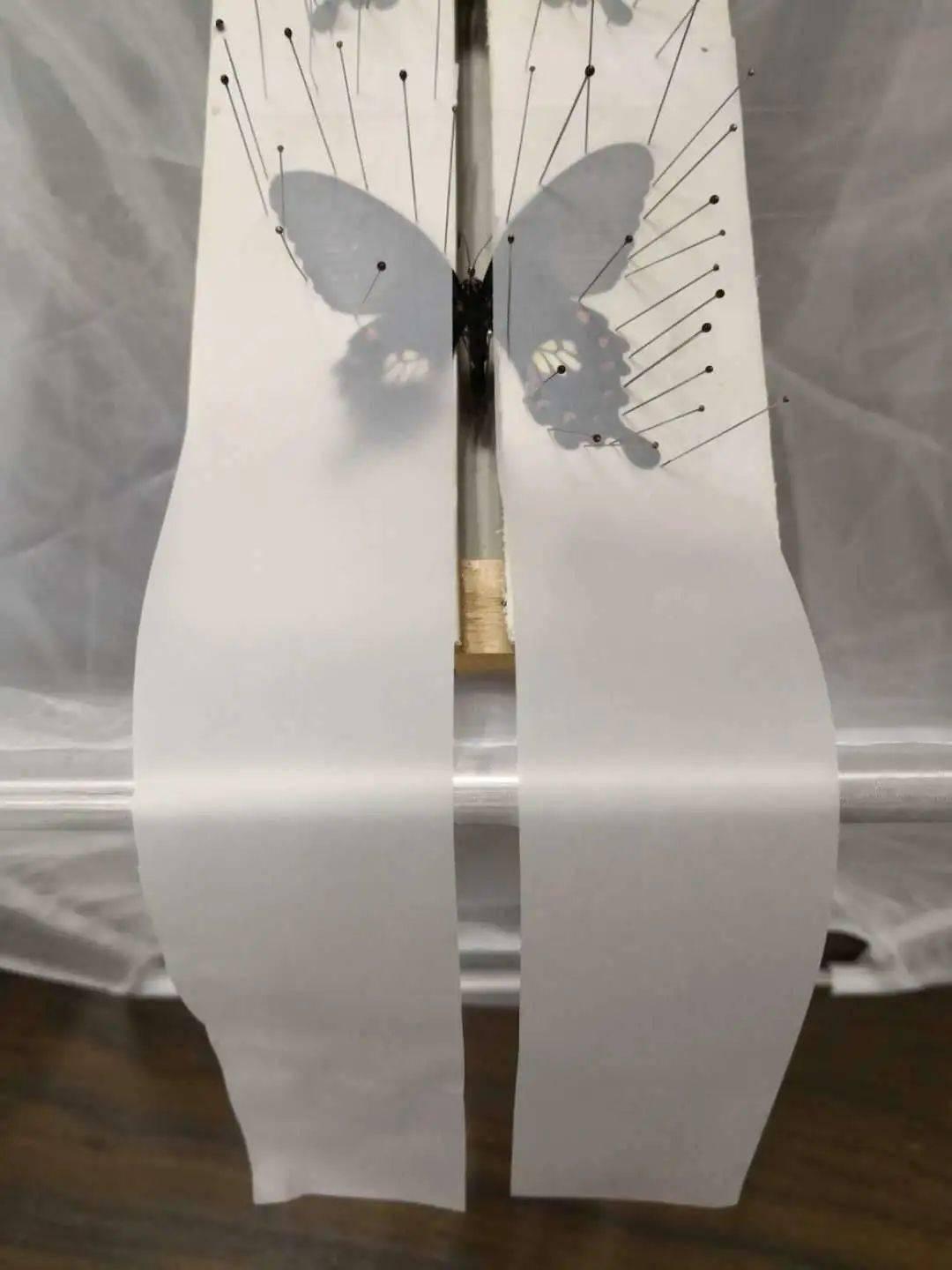 蝴蝶标本制作过程最简单,蝴蝶标本制作流程表