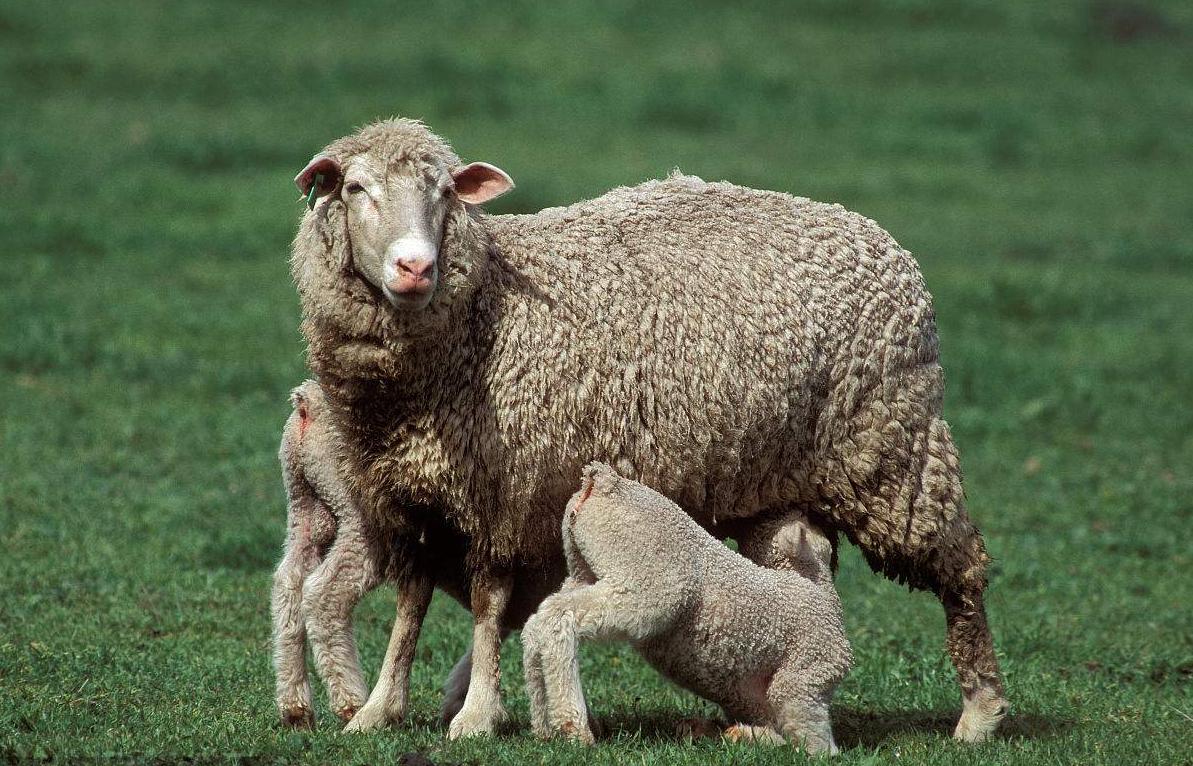 母羊舔自己的肚子是什么原因,母羊为什么舔食小羊的粪便