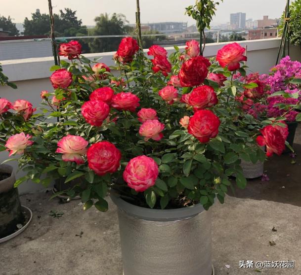 耐开耐晒的藤本月季有哪些,夏季都有哪些耐晒的月季品种