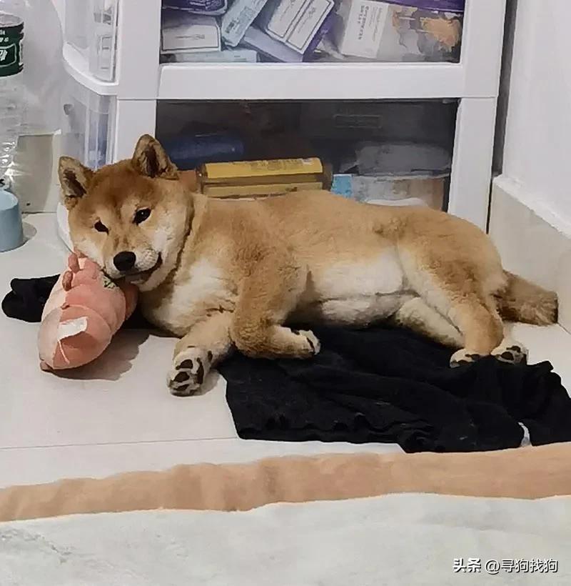 徐庄村寻找柴犬,常熟柴犬出售