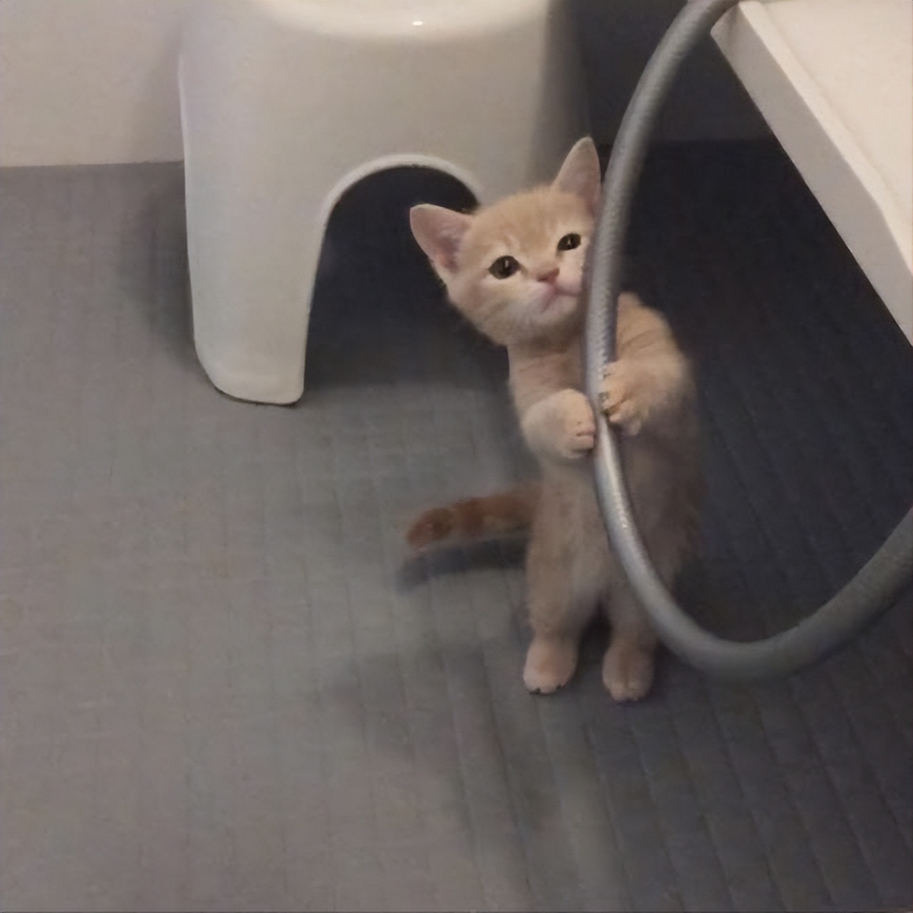 猫尾巴油腻是什么原因,猫的尾巴总是油油的