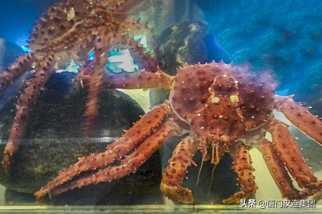 “夏日海底总动员”——盘点常见海产品的海关归类