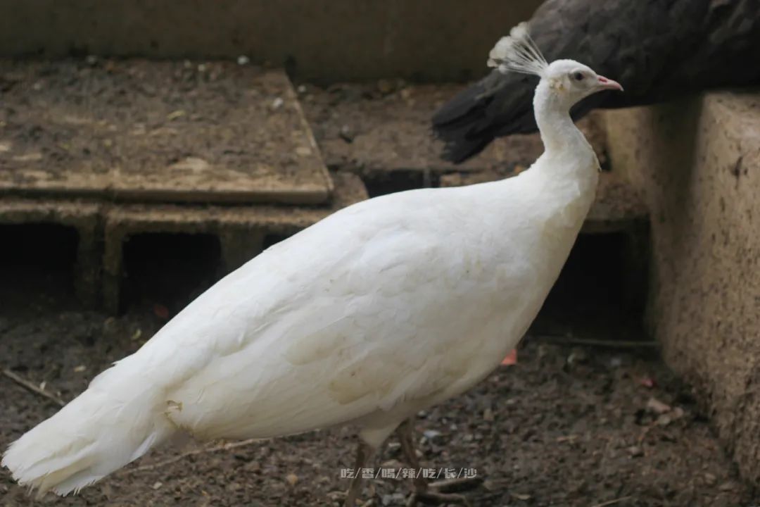 长沙攻略非热门,长沙旅游攻略免费存行李