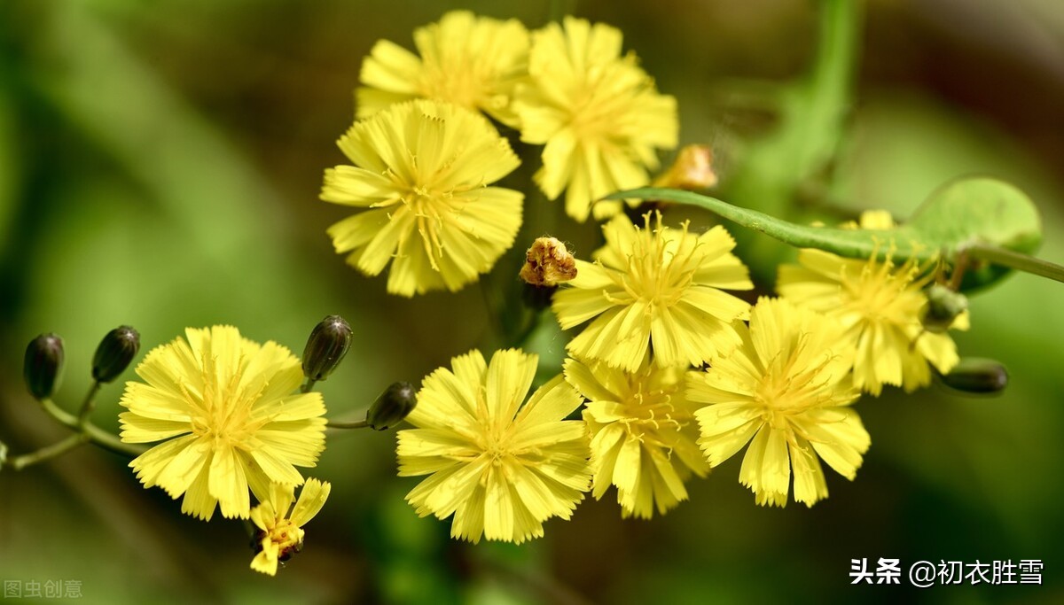 小满三候的古诗,小满三候的诗歌