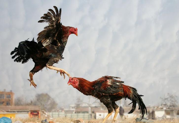 大兴野生动物园之旅,北京野生动物园和猛兽亲密接触