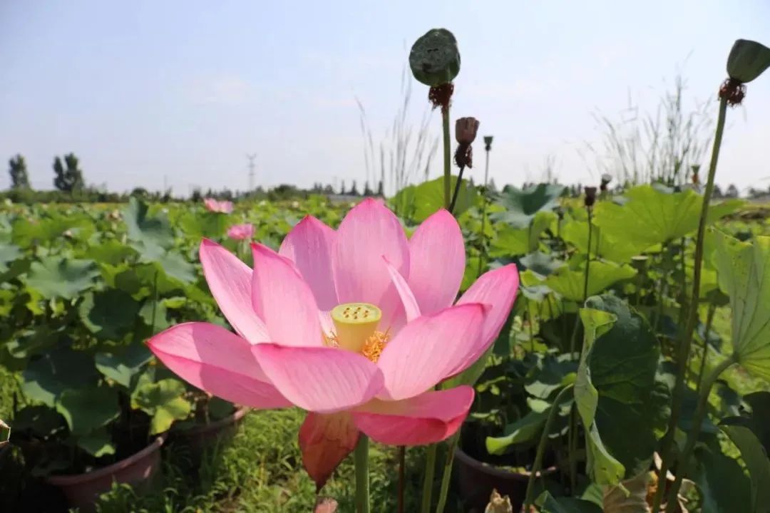 百变角色卡！假日玩转高新↓↓↓