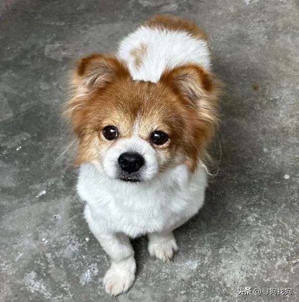 深圳寻找蝴蝶犬,广州寻狗团队是怎么找的