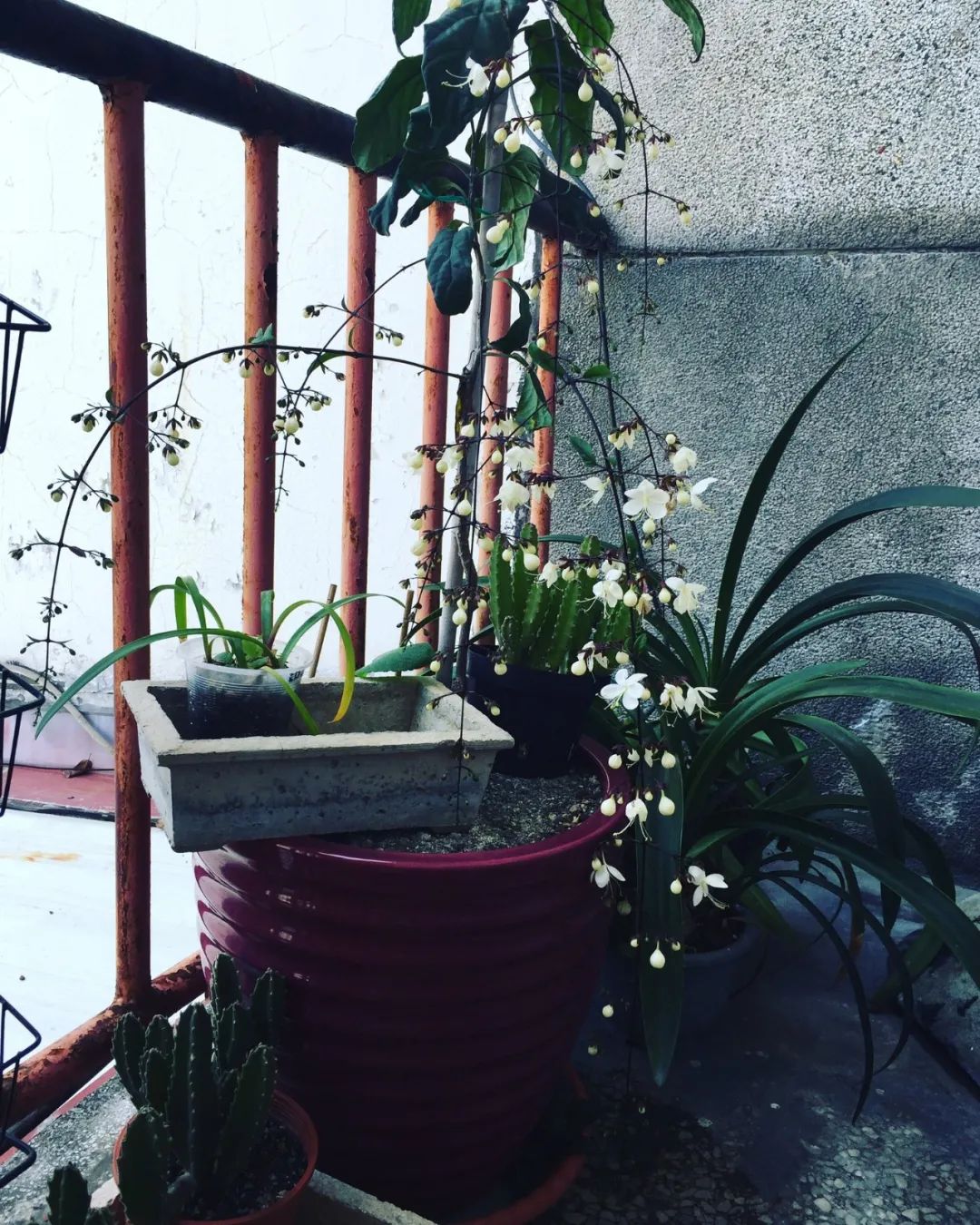 养了一年的垂丝茉莉终于开花了,垂丝茉莉立秋后如何养护