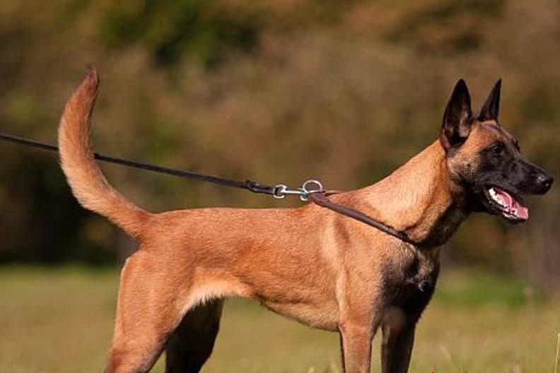 马犬是不是骗人的,马犬的十个不养理由和特点