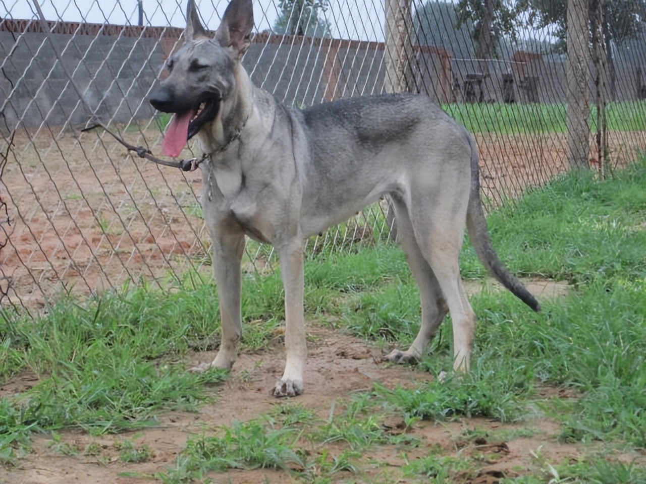 这五种狗忠诚护主可惜被禁养了,这7种狗超护主养一只安全感满满