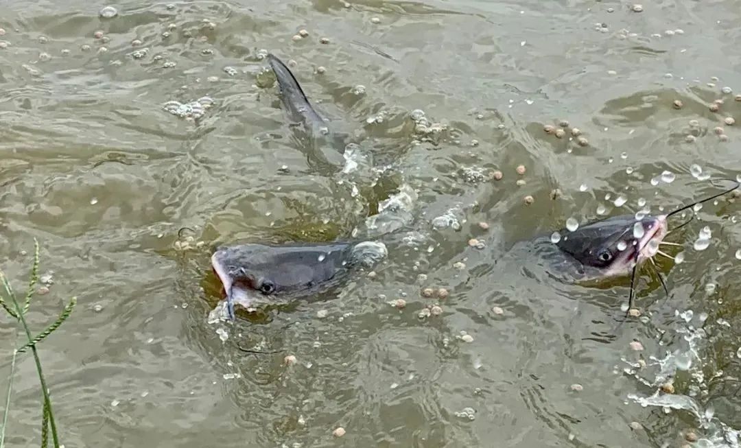 斑点叉尾鮰养殖现状最新,斑点叉尾鮰养到2斤要养多久